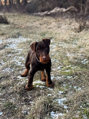 Jagd Terrier jagdterrier mascul  - imagine 2