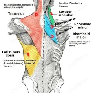 as medical efectuez masaj de relaxare la domiciliu doar în sectorul 2 pentru programări mes pe Whats - imagine 2
