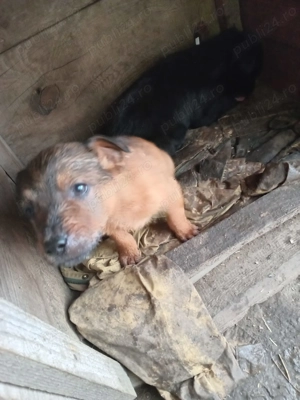 Donație căței metis Labrador - Ciobănesc mioritic