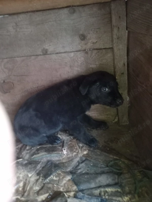 Donație căței metis Labrador - Ciobănesc mioritic - imagine 4