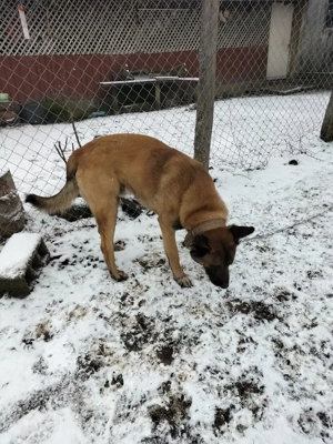 Vând Malinois mascul talie mare vaccinat pentru stăpân cu experiență - imagine 2