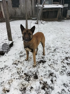 Vând Malinois mascul talie mare vaccinat pentru stăpân cu experiență - imagine 3