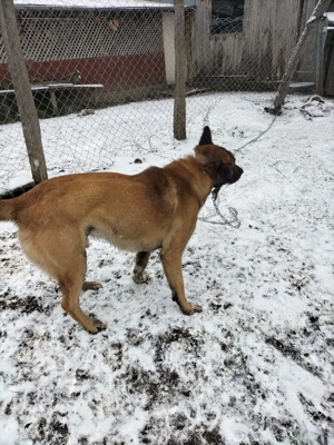 Vând Malinois mascul talie mare vaccinat pentru stăpân cu experiență - imagine 4