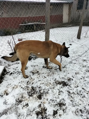 Vând Malinois mascul talie mare vaccinat pentru stăpân cu experiență - imagine 5