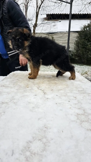 Pui ciobanesc german - imagine 2