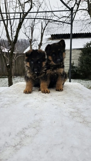 Pui ciobanesc german - imagine 3