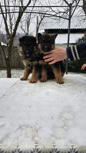 Pui ciobanesc german - imagine 5