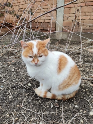 Pisica rasa comuna - imagine 1