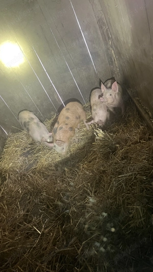 Vând 4 purcei petrean  - imagine 2