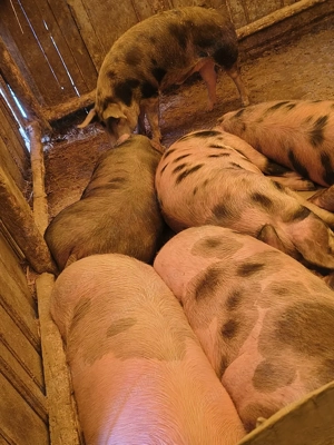 disponibili grasuni numai buni de taiat 