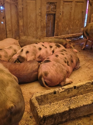 disponibili grasuni numai buni de taiat  - imagine 2