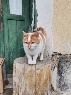 Pisica rasa comuna - imagine 4