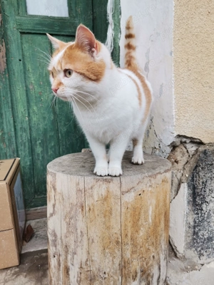 Pisica rasa comuna - imagine 3