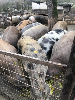 disponibili grasuni numai buni de taiat  - imagine 3