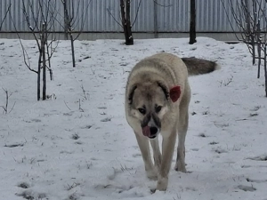 Femelă Kangal - imagine 3