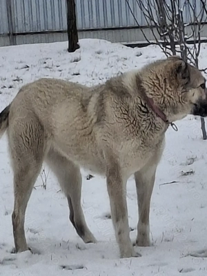 Femelă Kangal