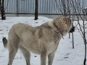 Femelă Kangal