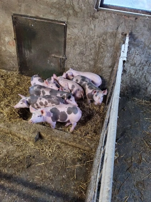 Vând purceii pietrain si marele alb cu landras prețul diferă de câte buc doriți  - imagine 4