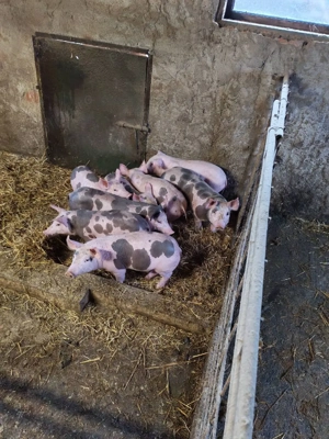 Vând purceii pietrain si marele alb cu landras prețul diferă de câte buc doriți  - imagine 3