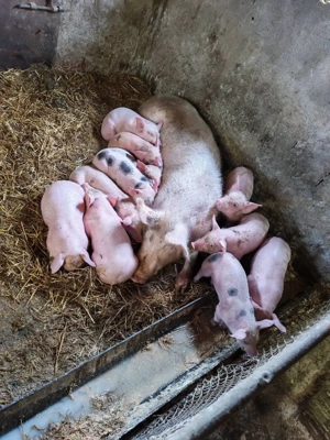 Vând purceii pietrain si marele alb cu landras prețul diferă de câte buc doriți  - imagine 2