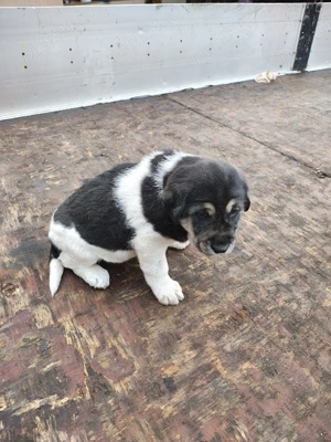 Femela asia centrala+ bucovina - imagine 3