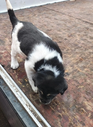 Femela asia centrala+ bucovina - imagine 5