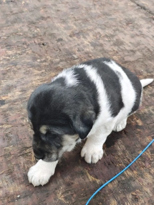 Femela asia centrala+ bucovina - imagine 2