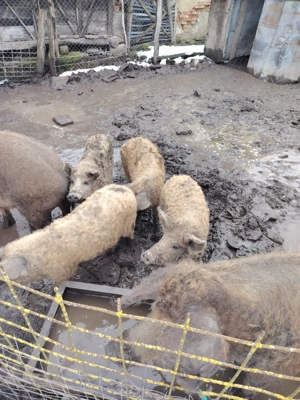 Se vinde mangalita - imagine 3