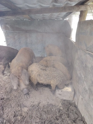 Se vinde mangalita - imagine 4