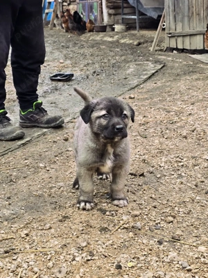 vand cățel kangal  - imagine 2