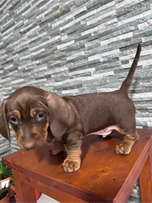 Vand  teckel cicolatiu  - imagine 3