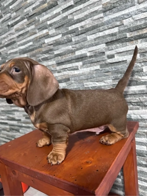 Vand  teckel cicolatiu  - imagine 5