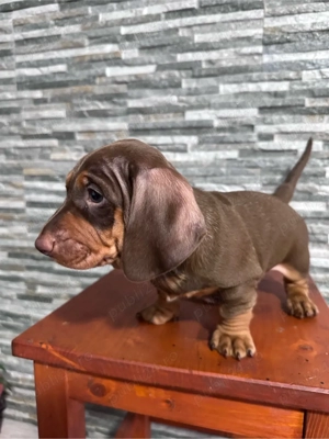 Vand  teckel cicolatiu  - imagine 2