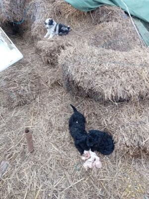 Vind căței de intors oi muddy original 