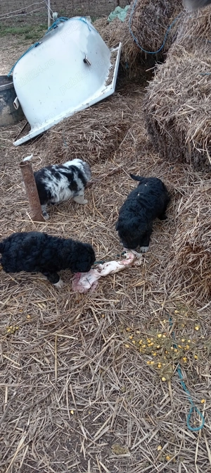 Vind căței de intors oi muddy original  - imagine 2