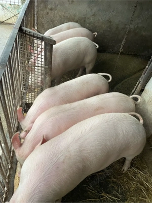 vand porci - imagine 3