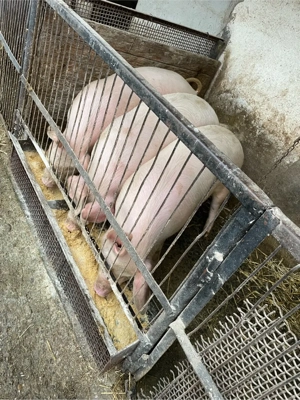 vand porci - imagine 4