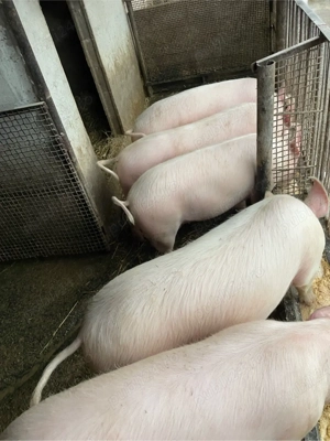 vand porci - imagine 2