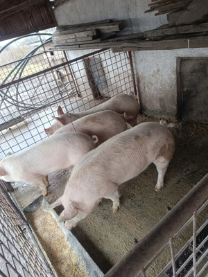 Porci de sacrificat - imagine 2