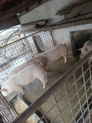 Porci de sacrificat - imagine 5