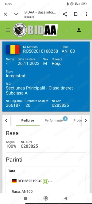 Tauri 11 12.2023 monta Aberdeen Angus rosu - imagine 5