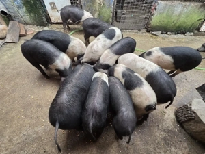 BAZNA DE BAZNA, de 5 luni de zile - imagine 2