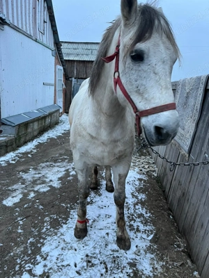 Cal de vânzare cuminte are 9 ani  - imagine 2