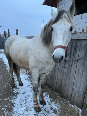 Cal de vânzare cuminte are 9 ani 