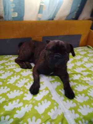 vanzare catel - imagine 4