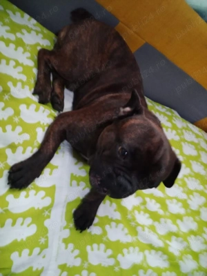 vanzare catel - imagine 3