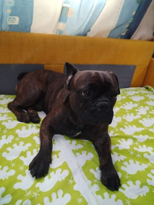 vanzare catel - imagine 5