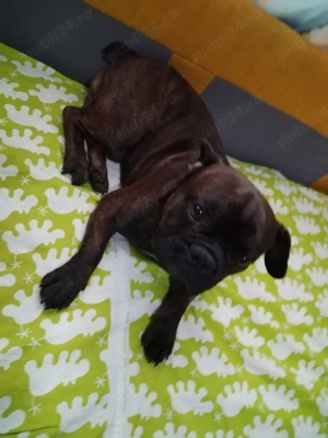 vanzare catel - imagine 2