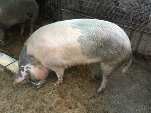  Vand purcica  - imagine 2