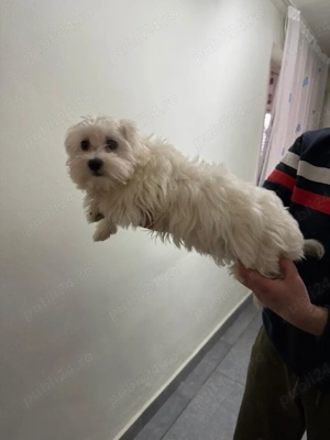 De vinzare bisoni maltezi 2femele 